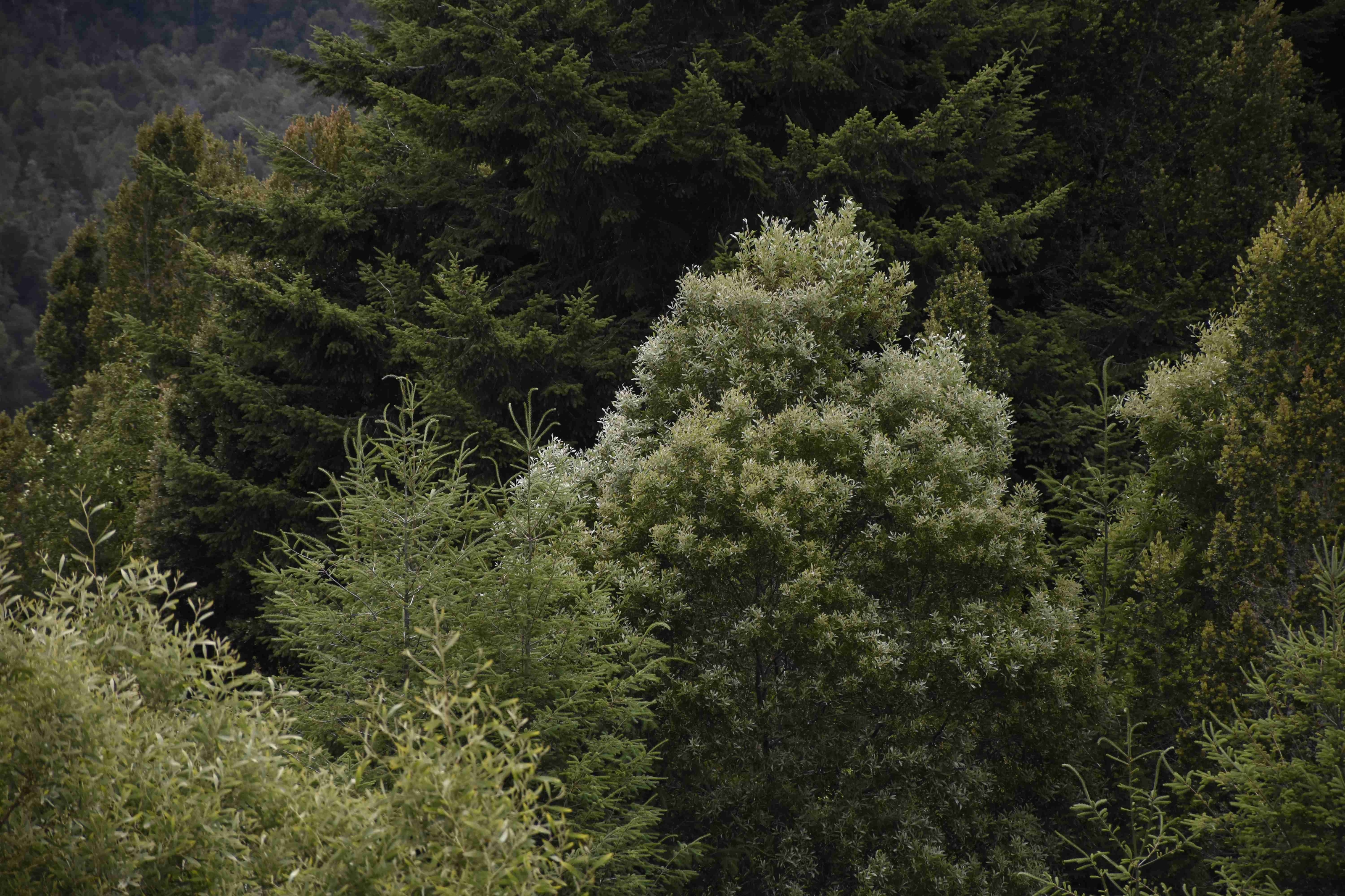 Parque Nacional Alerce Costero