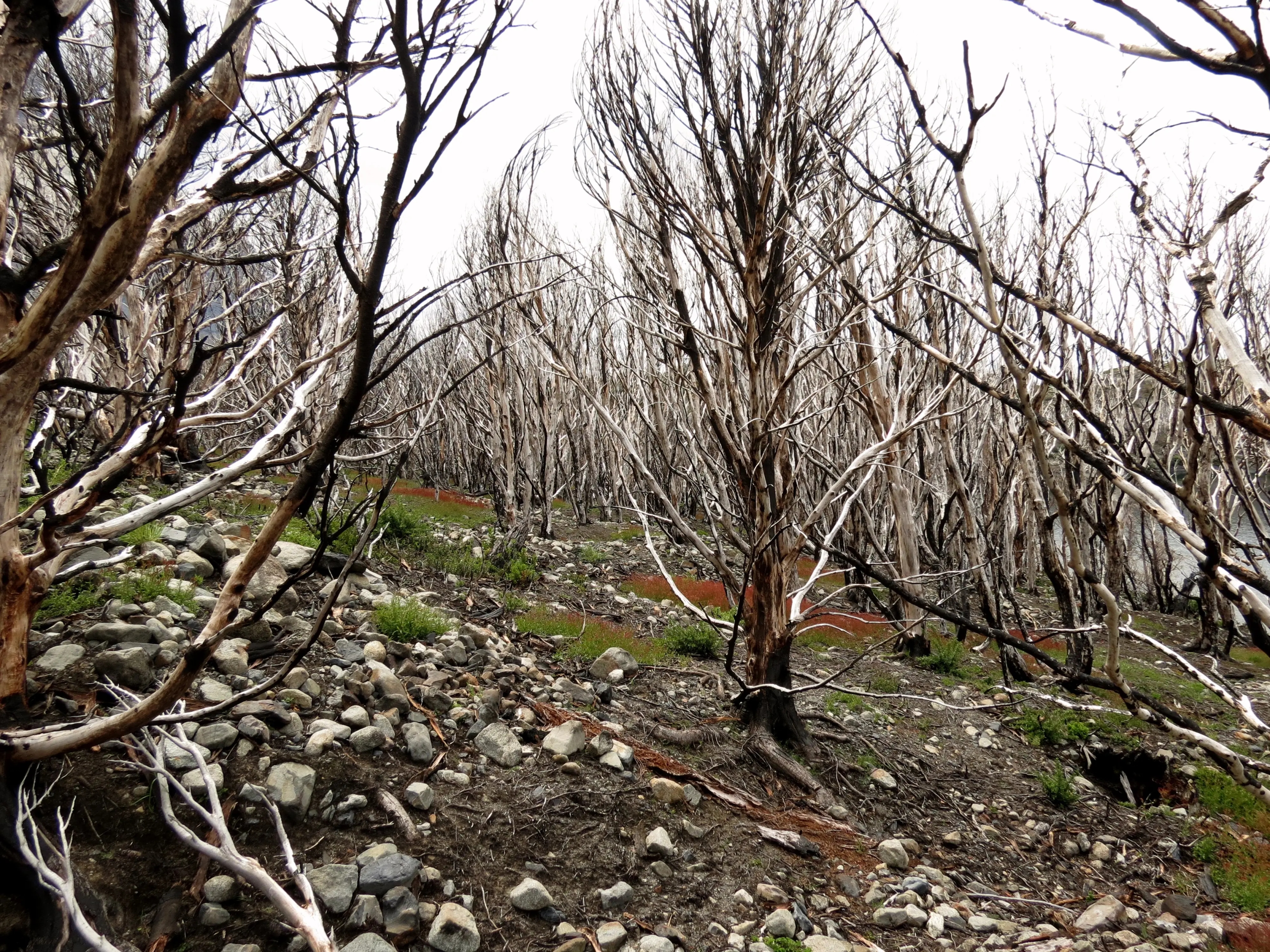 Fogatas que dejan cicatrices: el riesgo del fuego en Áreas Protegidas