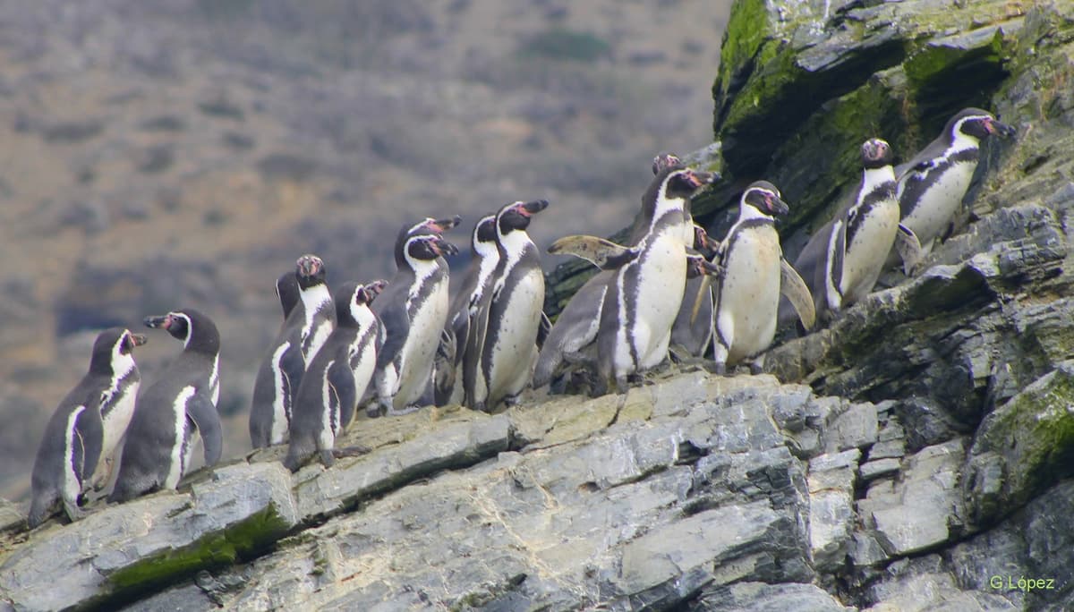 Pinguino de Humboldt - 1