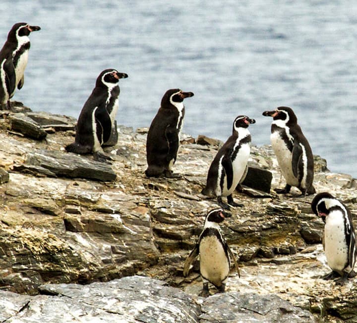 Pinguino de Humboldt