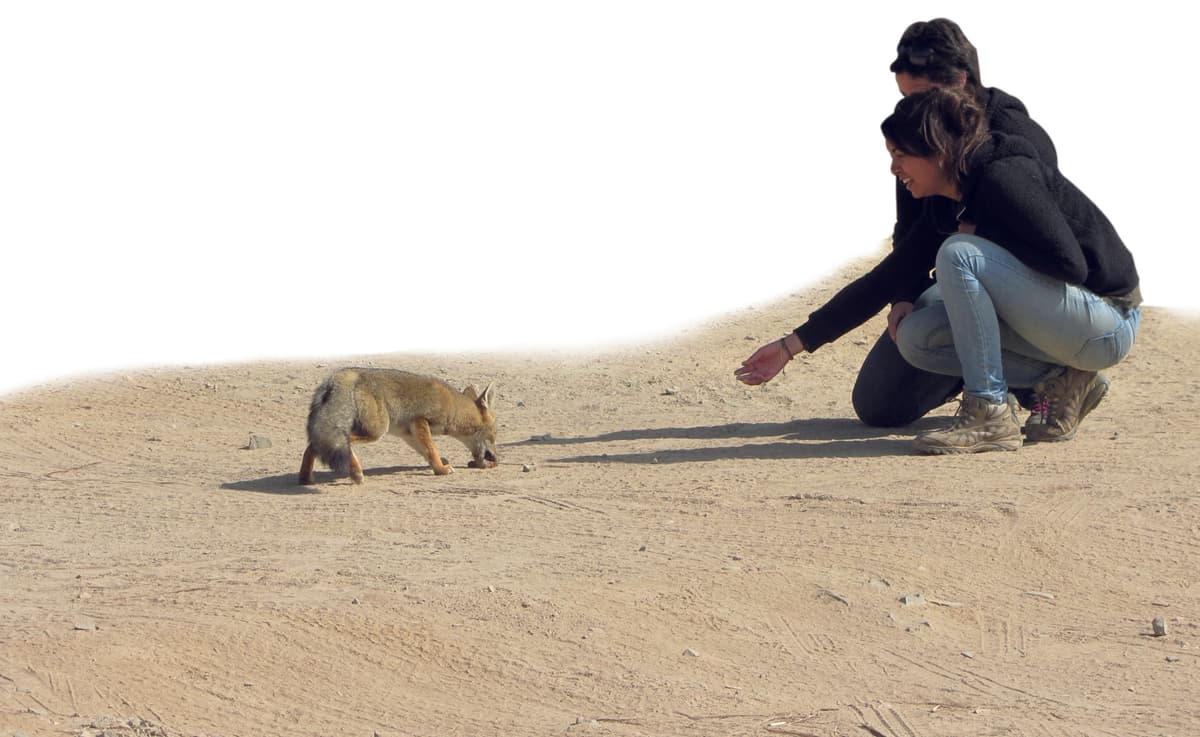 Comida Humana, Daño Animal: El riesgo de alimentar fauna en Áreas Protegidas