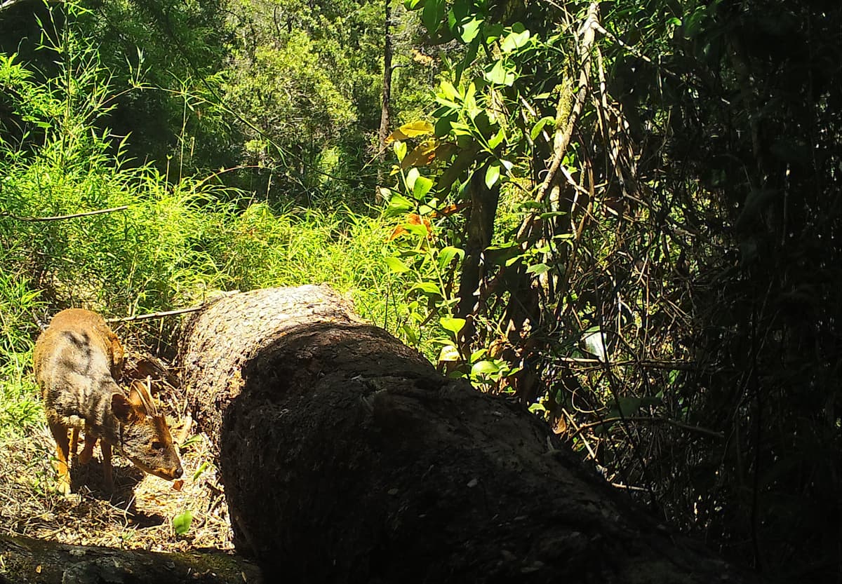 Cierres temporales en áreas protegidas para su monitoreo: un respiro necesario para la protección de nuestros parques