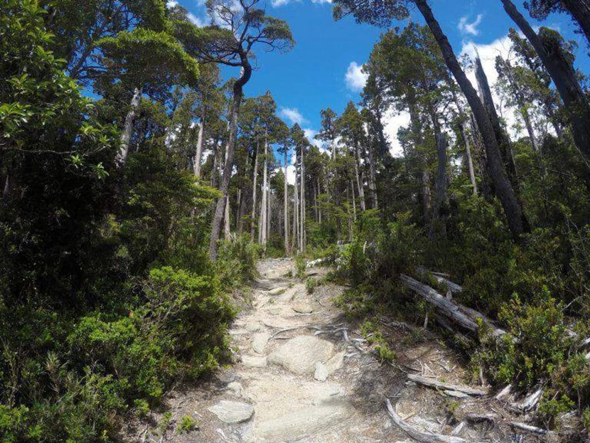 Entrada al Parque Nacional Alerce Costero Sendero Mirador
