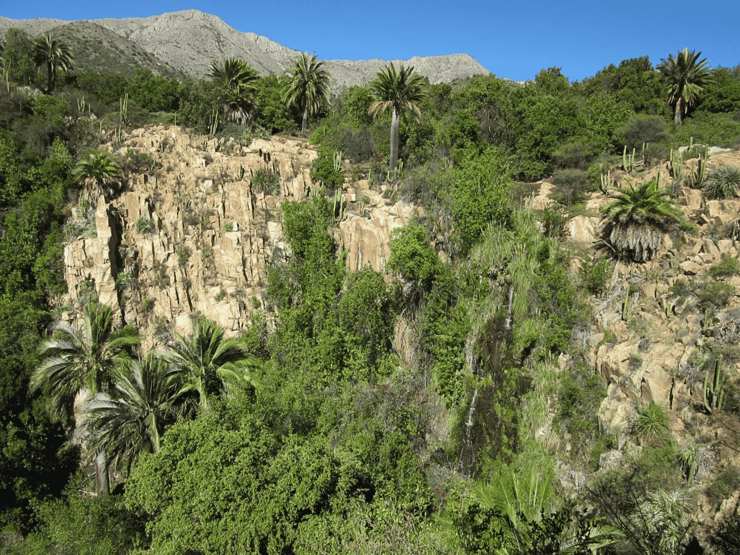 Parque Nacional La Campana Sector Palmas de Ocoa