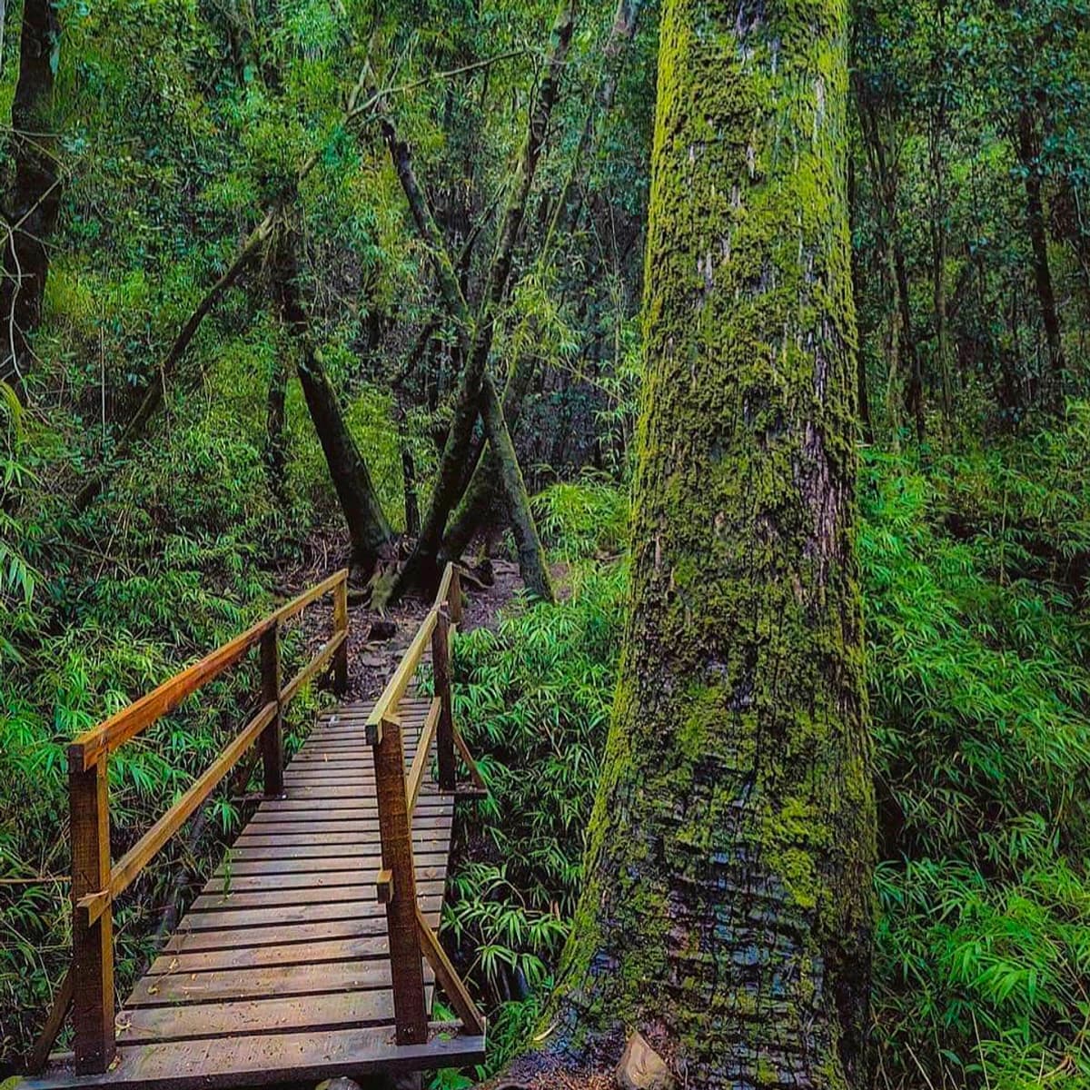 Entrada Parque Nacional Nonguén