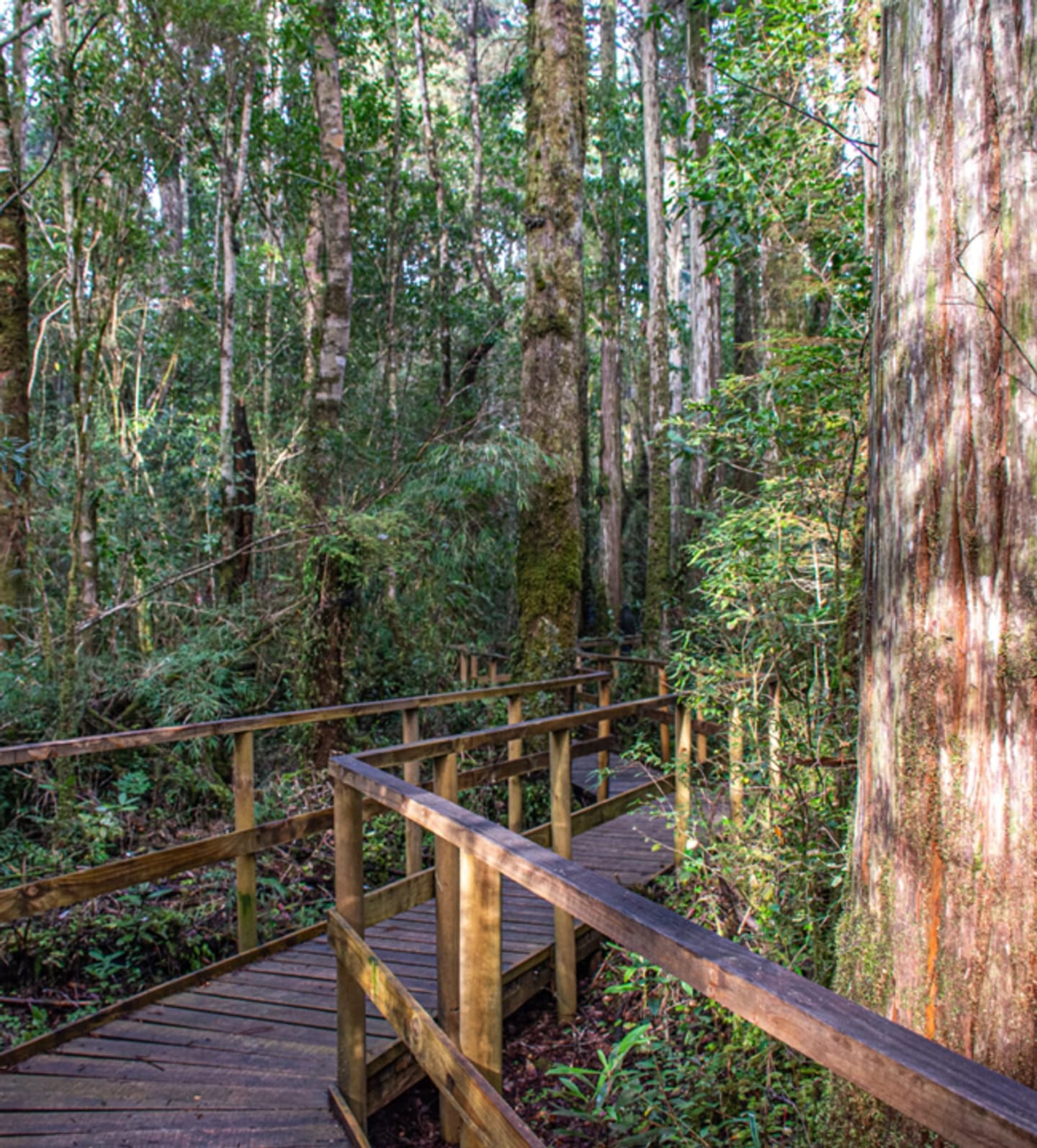 Monumento Natural Lahuen Ñadi