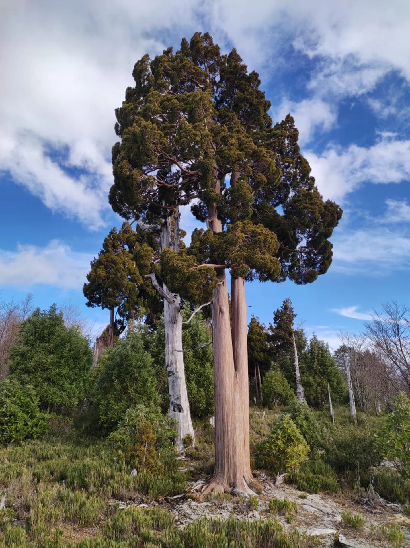 Parque Nacional Alerce Costero
