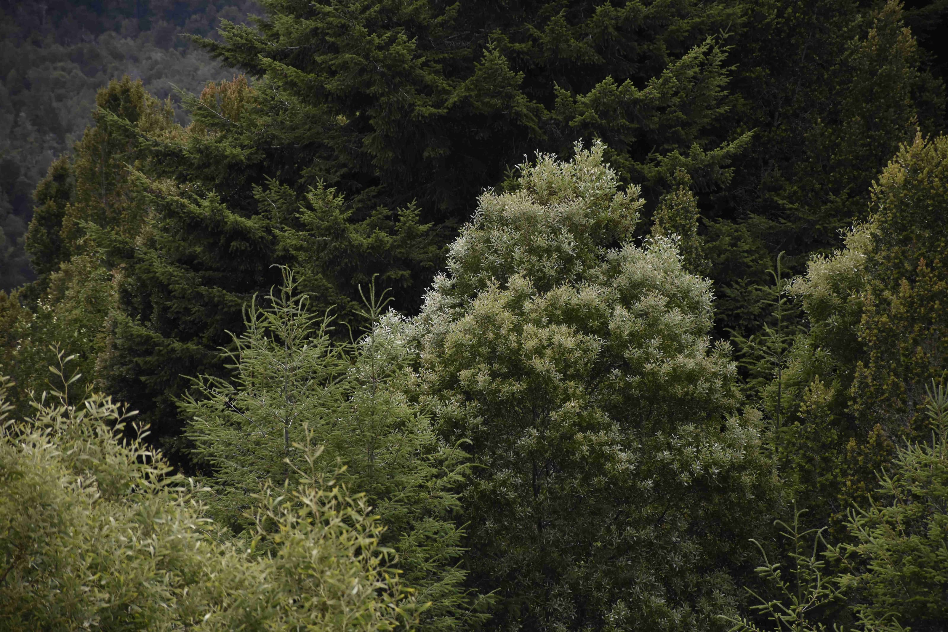 Parque Nacional Alerce Costero