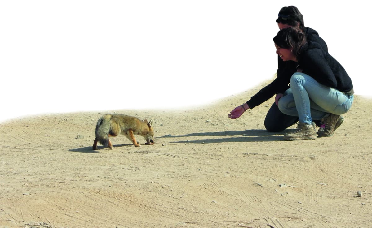 Comida Humana, Daño Animal: El riesgo de alimentar fauna en Áreas Protegidas