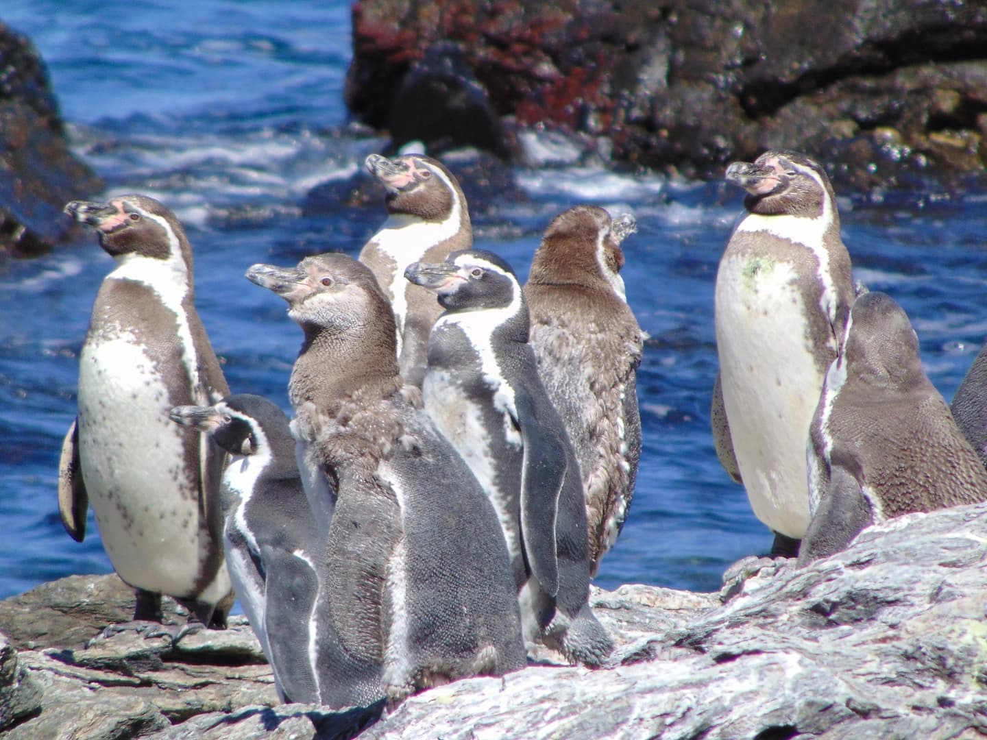 Reserva Nacional Pingüinos de Humboldt